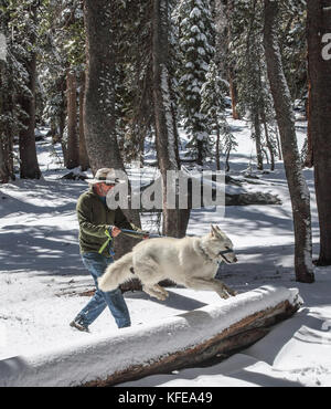 Chien saute par-dessus un arbre tombé un jour de neige dans le bassin de Mammoth Lakes à Mammoth Lakes, en Californie Banque D'Images