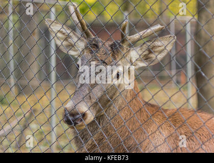 Big Brown Deer adultes avec de grandes cornes sciés Banque D'Images