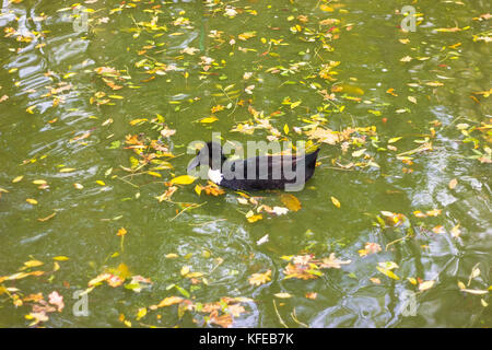 Canard noir avec une touffe flotte seul dans un lac avec le feuillage jaune Banque D'Images
