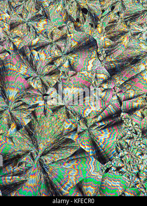 Cinchonidine microslide fondre, c'est un alcaloïde Cinchonidine Cinchona officinalis et dans Gongronema latifolium, microphotographie à polarisation croisée Banque D'Images