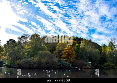 Les arbres d'automne et le lac de ninesprings country park yeovil somerset uk Banque D'Images