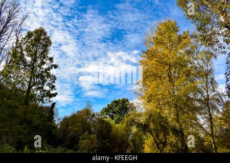 Les arbres d'automne et le lac de ninesprings country park yeovil somerset uk Banque D'Images