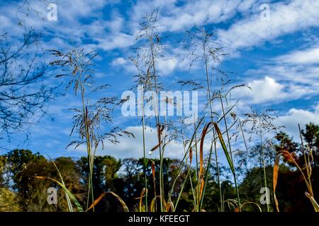 Les arbres d'automne et le lac de ninesprings country park yeovil somerset uk Banque D'Images