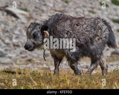 Petit veau highland est un yak tibétain, 2-3 mois, l'estive de l'himalaya. Banque D'Images