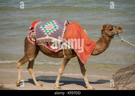 Camel sur la plage, la nature, les animaux, Monastir, Tunisie Banque D'Images