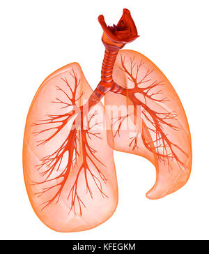 Les poumons et la trachée. Illustration 3D précis médicalement Banque D'Images