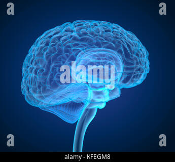 Cerveau humain X-ray , numérisation 3D illustration précise du point de vue médical Banque D'Images