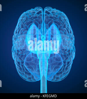 Cerveau humain X-ray , numérisation 3D illustration précise du point de vue médical Banque D'Images