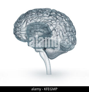 Modèle 3D du cerveau humain. Illustration 3D précis médicalement Banque D'Images