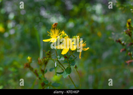 Perforer St John s wort. hypericum perforatum plante macro Banque D'Images