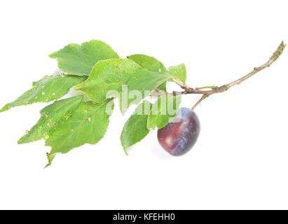 Avec prune et blanc sur les feuilles des rameaux Banque D'Images