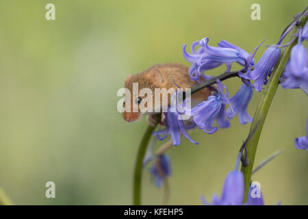 Micromys minutus Souris ; seul ; Captive ; sur Devon uk Bluebell Banque D'Images