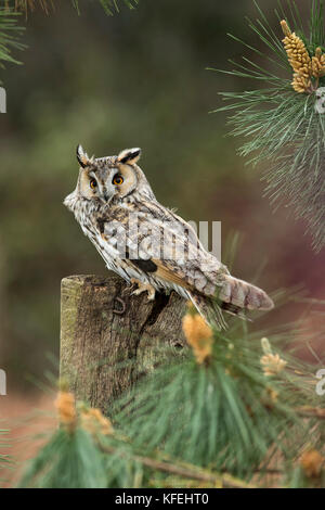 Chouette à épi long ; ASIO otus Single ; captive ; dans Pine Tree Cornwall ; Royaume-Uni Banque D'Images