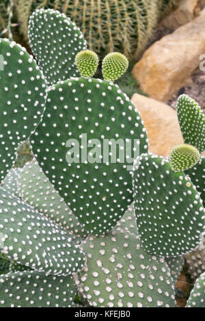 Oreilles de lapin cactus (Opuntia microdasys) Banque D'Images