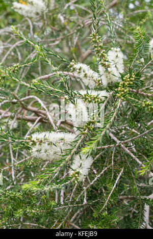 (Melaleuca ericifolia paperbark marais) Banque D'Images