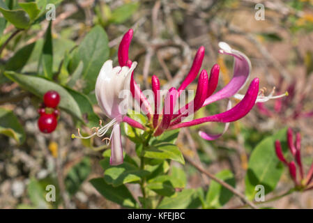 Chèvrefeuille (lonicera caprifolium italien) Banque D'Images