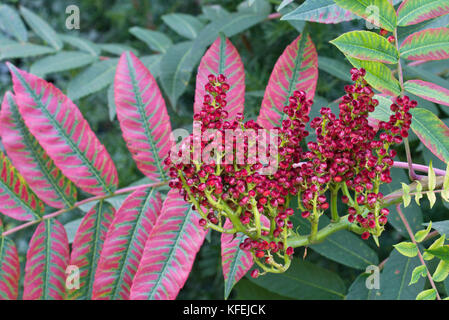 Sumach écarlate (Rhus glabra) Banque D'Images