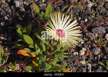 Fleur de midi (dorotheanthus bellidiformis) Banque D'Images