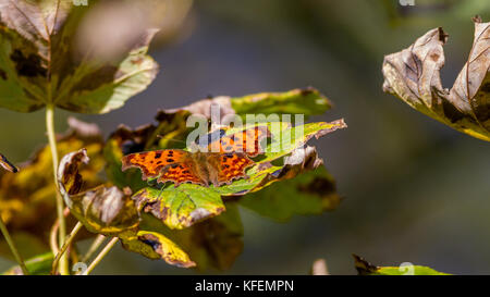 Royaume-uni : la faune avec des ailes ouvertes, se reposant dans un arbre, l'échauffement dans le soleil d'automne Banque D'Images