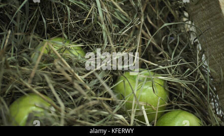 Pommes vertes dans le foin. Panier avec des pommes couchées dans le foin. Les pommes et les poires mûres juteuses pondent la récolte de poitrine. La poitrine se tient sur une belle pelouse verte. Composition à partir de pommes et de foin. Banque D'Images