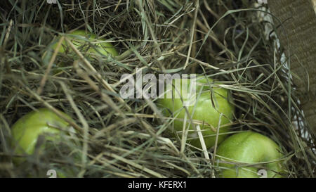 Pommes vertes dans le foin. Panier avec des pommes couchées dans le foin. Les pommes et les poires mûres juteuses pondent la récolte de poitrine. La poitrine se tient sur une belle pelouse verte. Composition à partir de pommes et de foin. Banque D'Images