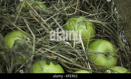 Pommes vertes dans le foin. Panier avec des pommes couchées dans le foin. Les pommes et les poires mûres juteuses pondent la récolte de poitrine. La poitrine se tient sur une belle pelouse verte. Composition à partir de pommes et de foin. Banque D'Images