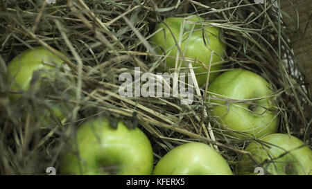 Pommes vertes dans le foin. Panier avec des pommes couchées dans le foin. Les pommes et les poires mûres juteuses pondent la récolte de poitrine. La poitrine se tient sur une belle pelouse verte. Composition à partir de pommes et de foin. Banque D'Images