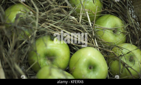 Pommes vertes dans le foin. Panier avec des pommes couchées dans le foin. Les pommes et les poires mûres juteuses pondent la récolte de poitrine. La poitrine se tient sur une belle pelouse verte. Composition à partir de pommes et de foin. Banque D'Images