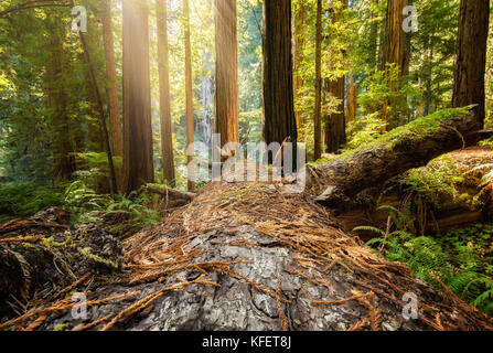 Tombé dans le Nord de la Californie Redwood Tree Forest, image en couleur Banque D'Images