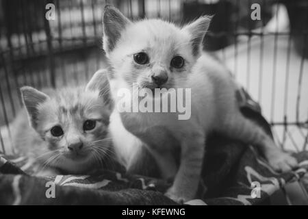 Deux chatons abandonnés aux yeux tristes et orientés dans la cage, les chats en attente d'accueil. abstract photo en noir et blanc et le style du film. Banque D'Images