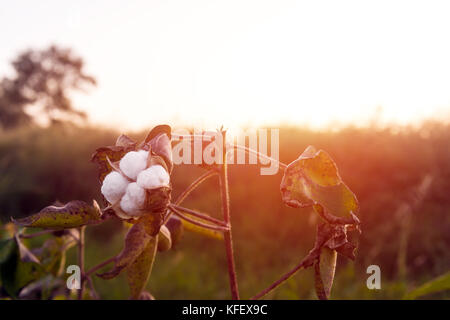 Plantation de coton, farm field Banque D'Images