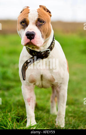 Un portrait de Staffordshire Bull Terrier sur un pré vert aux beaux jours Banque D'Images