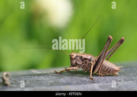 The bush-cricket (pholidoptera griseoaptera), wwt welney réserver, Norfolk, Angleterre, Royaume-Uni. Banque D'Images