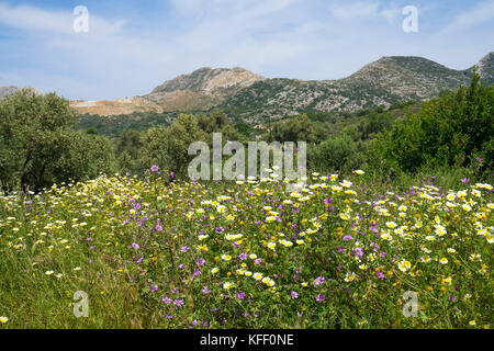Prairie de fleurs sauvages à Melanes, l'île de Naxos, Cyclades, Mer Égée, Grèce Banque D'Images