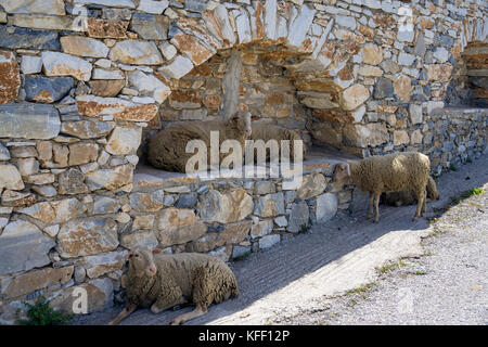 Moutons à l'ombre d'une peinture murale, à l'église chemin footh Agia Marina, l'île de Naxos, Cyclades, Mer Égée, Grèce Banque D'Images