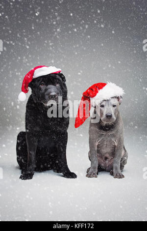 Grand Spitz chiot et chien Shar Pei Banque D'Images
