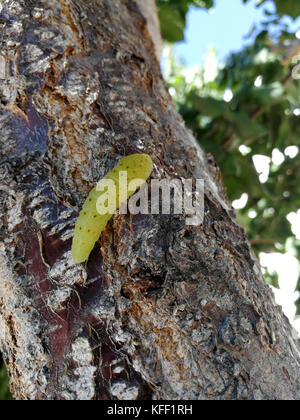 Caterpillar points orange escalade un arbre Banque D'Images
