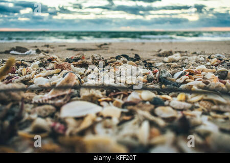 Close up de coquillages et cailloux lavés à terre dans un endroit sombre matin à la plage Banque D'Images