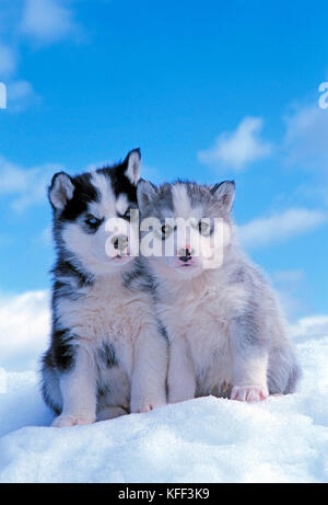 Deux adorables chiots Husky , quelques semaines, assis ensemble dans la neige, à la recherche vers la caméra. Banque D'Images