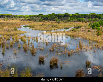 Habitat de zones humides dans le Parque Nacional de Doñana, Almonte, Espagne Banque D'Images