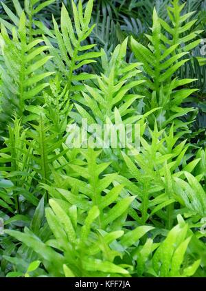 Motif de fond, polypodium feuilles vert diversifolium texturé ou bush l'arrière-plan. Banque D'Images