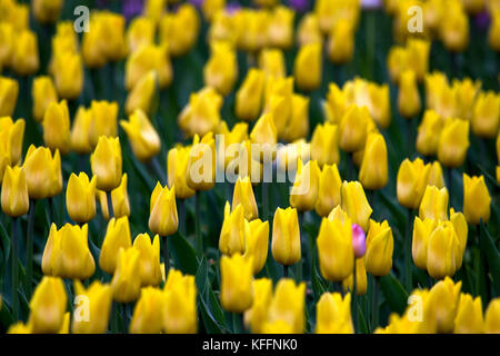 Variété de fleurs colorées de la beauté d'une journée d'été. tulipes golden melody Banque D'Images