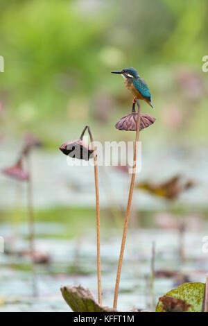 Kingfisher Alcedo atthis Singapour commune BI031725 Banque D'Images