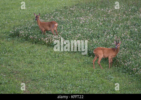 Roebuck et le doe de Roebuck se nourrissant dans un champ de trèfle, Scania Suède Banque D'Images