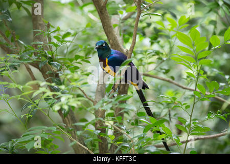 Golden-breasted starling Lamprotornis regius Singapour Jurong Bird Park BI031745 Banque D'Images