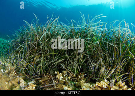 Herbe de Neptune, Posidonia oceanica, mer Adriatique, mer Méditerranée, îles Koranti, Dalmatie, Croatie Banque D'Images