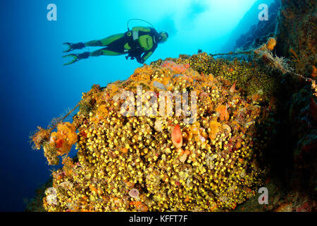 Sunset Cup corail, Leptopsammia pruvoti, Coralreef et plongée sous-marine, mer Adriatique, mer Méditerranée, Kornati, Dalmatie, Croatie Banque D'Images