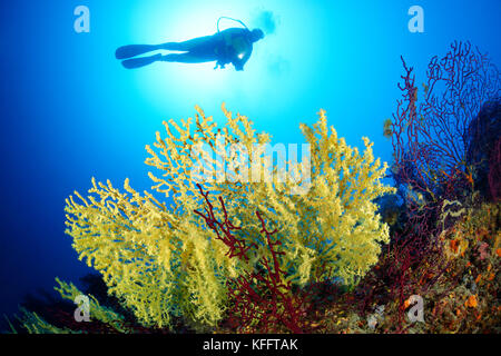 Corail doré, Savalia savaglia et plongée sous-marine, Lastovo, mer Adriatique, mer Méditerranée, Dalmatie, Croatie Banque D'Images