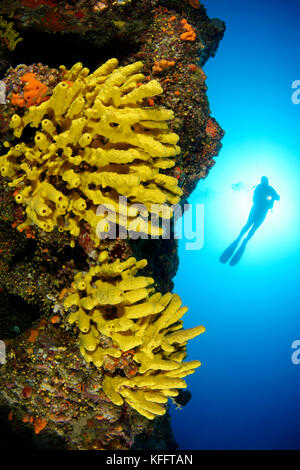 Éponge dorée, Aplysina aerophoba, récif coralreef et plongée sous-marine, mer Adriatique, mer Méditerranée, îles Kornati, Dalmatie, Croatie Banque D'Images