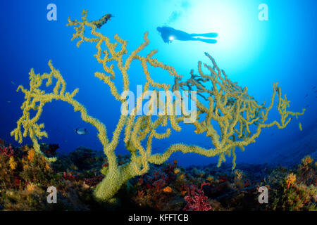 Coral gold, savalia savaglia et scuba diver, île de Brac, mer Adriatique, mer méditerranée, Dalmatie, Croatie Banque D'Images